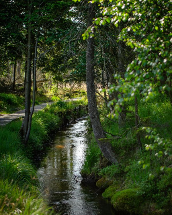 Ein Bach in einem Wald